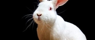 Характеристика кроликов породы Хиколь