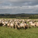 Характеристика овец Катумской породы