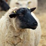 Характеристика овец породы Суффолк