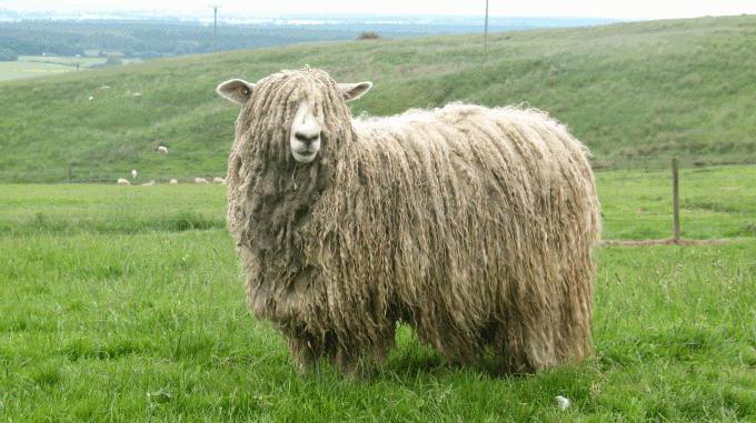 характеристика тонкорунных пород овец
