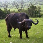 индийский буйвол