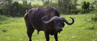 индийский буйвол