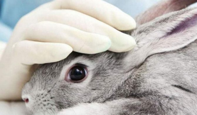 Инфекционный ринит у кроликов: симптомы и лечение
