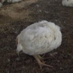 Инфицированный цыплёнок