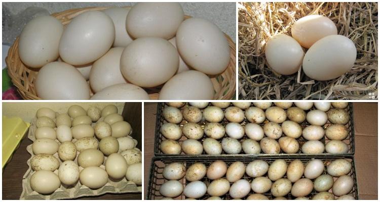 инкубация яиц