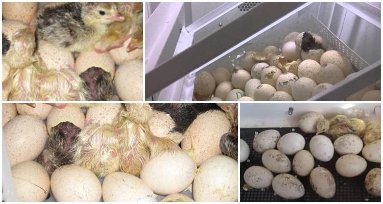 инкубация яиц