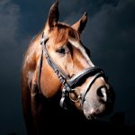 Иппология: наука о лошадях