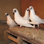 Иранские щекатые голуби