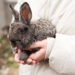 Искусственное оплодотворение крольчих