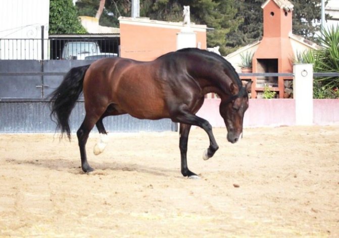 Испанская порода лошадей