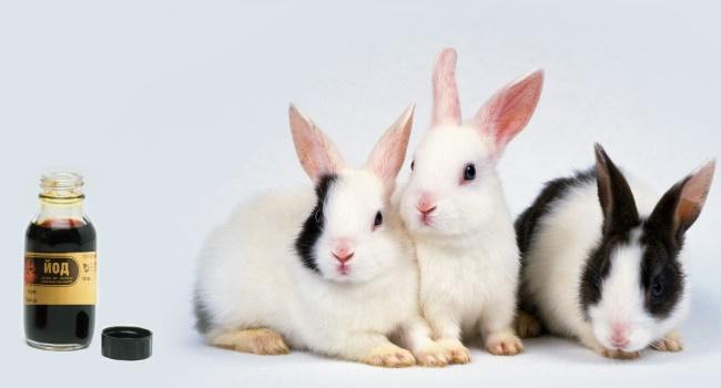 йод для кроликов