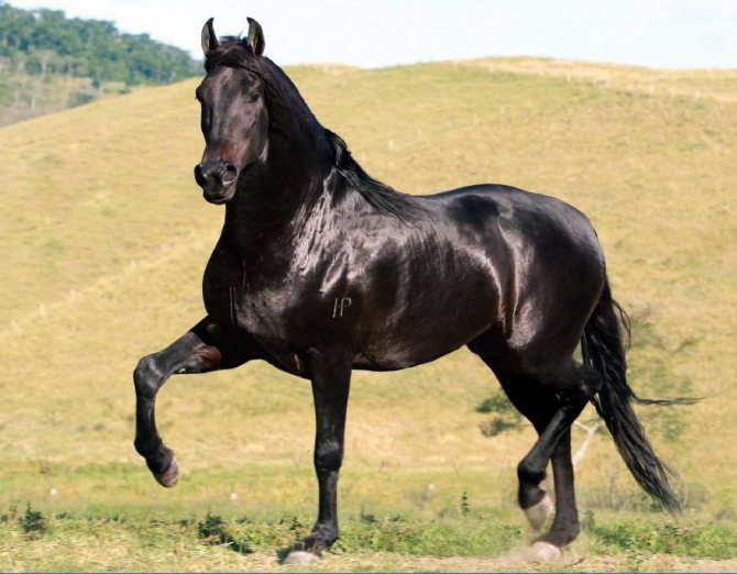 Кабардинский массивный конь
