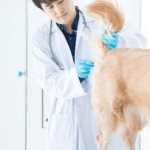 Как измерить температуру у собаки