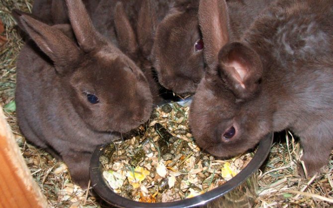 Как кормить кроликов мешанкой