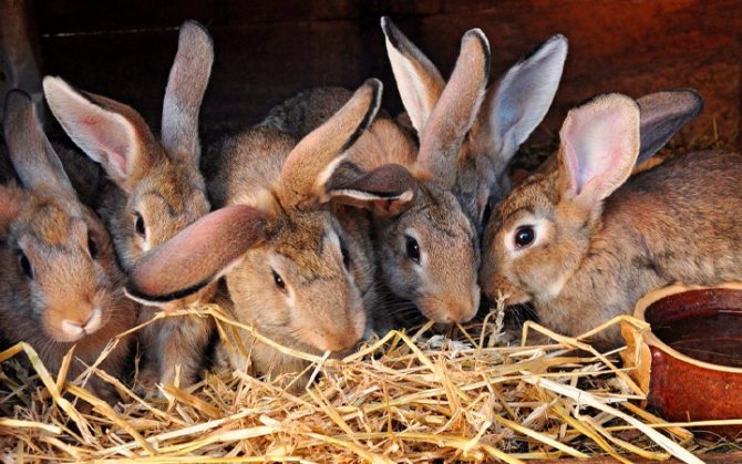 Как кормить кроликов в разное время года