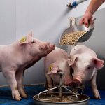 Как кормить свиней