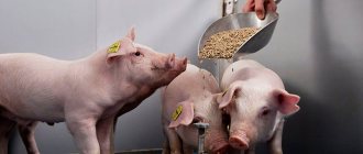 Как кормить свиней