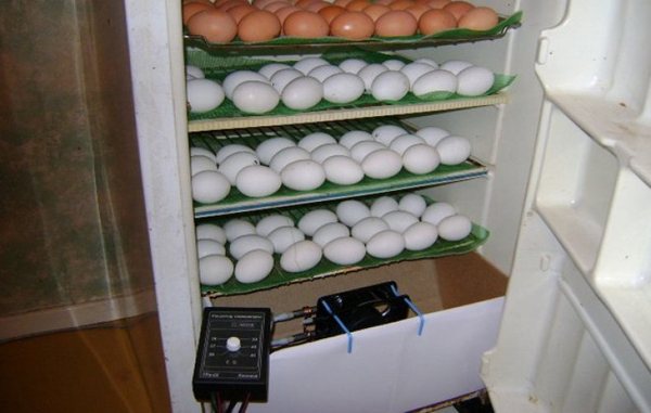 Как определить оптимальный размер инкубатора? (мини, на 100, 500, 1000 яиц)