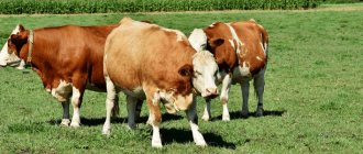 Как открыть свой бизнес по разведению бычков на мясо с нуля