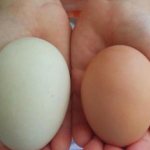 как отличить сырое яйцо от вареного