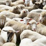 Как подобрать клички для овец и баранов