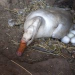 Как посадить утку на яйца