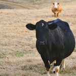 Как правильно кормить сухостойную корову