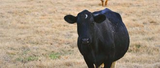 Как правильно кормить сухостойную корову