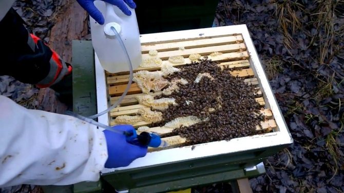 Как правильно начать заниматься пчеловодством с нуля