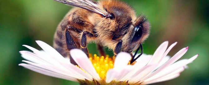 Как приготовить инвертированный сироп для пчел