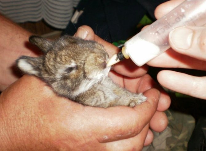 Как выкормить крольчат без крольчихи, сколько раз кормить и каким молоком