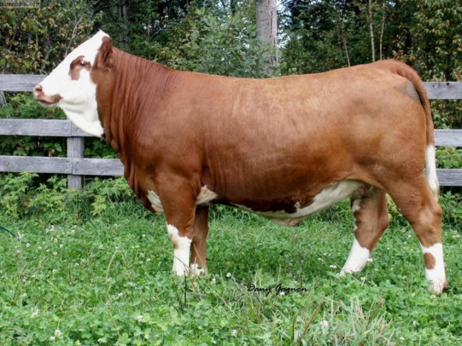 Какая мясная порода бычков самая лучшая или стейки каких коров самые вкусные? Как выбрать корову и бычка для откорма в России