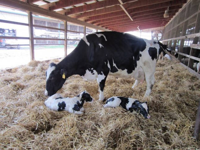 Какой срок беременности у коров?