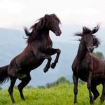карачаевские лошади