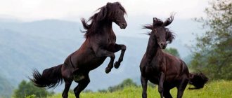 карачаевские лошади