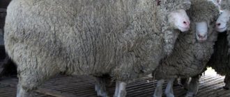 Кавказская порода овец