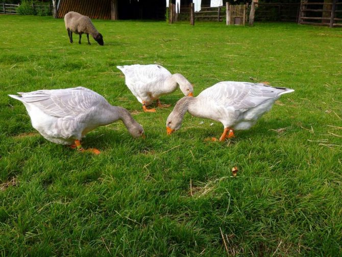 Китайские гуси едят траву