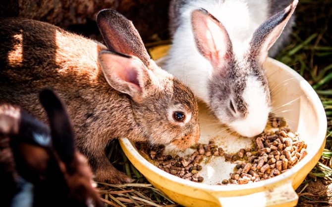 Концентрированный корм для кроликов