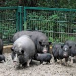 Корейская порода свиней
