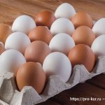 Коричневые и белые яйца у кур в чем разница.