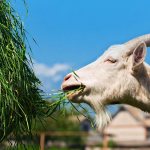 Кормление козы для увеличения молока