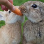 Кормление маленьких крольчат