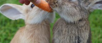 Кормление маленьких крольчат