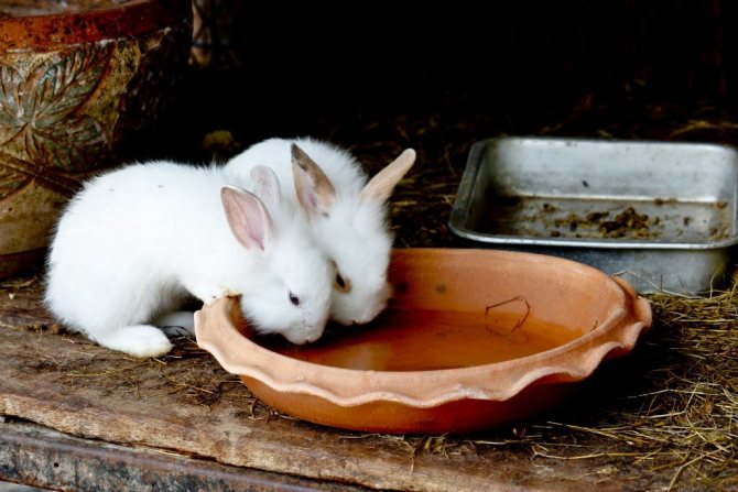 Кормление месячных кроликов
