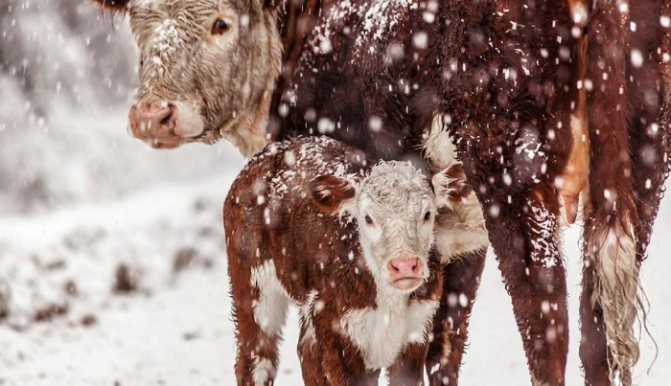 корова и зима