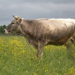 Корова костромской породы на лугу