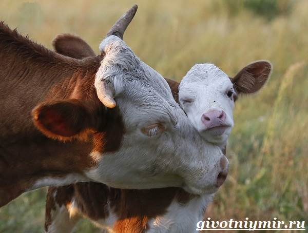 Корова-животное-Особенности-и-уход-за-коровой-11