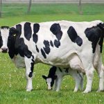 Коровы голштинской породы