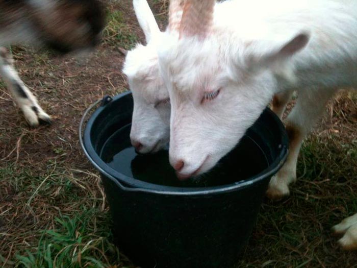 козы пьют воду