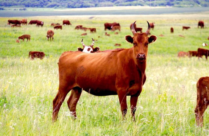 Красивая калмыцкая порода коров